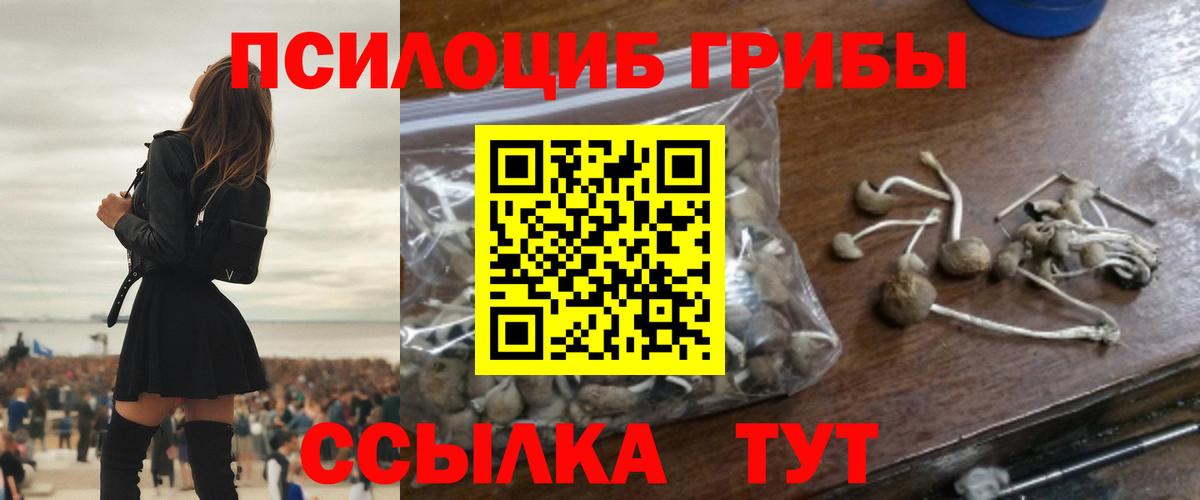 Псилоцибиновые грибы Psilocybine cubensis Ачхой-Мартан